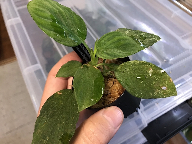 ホマロメナ Homalomena sp.赤銀 West Java wf1 – 熱帯植物.com